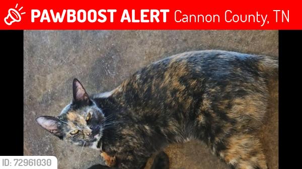 Lost Female Cat last seen Jess Reed Rd & Porterfield, Cannon County, TN 37149