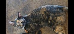 Lost Female Cat last seen Jess Reed Rd & Porterfield, Cannon County, TN 37149