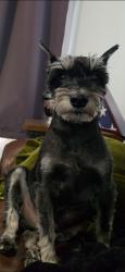 Lost Male Dog last seen Sumner near King coating , Allentown, PA 18102