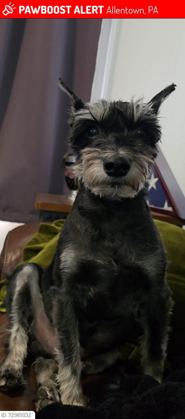 Lost Male Dog last seen Sumner near King coating , Allentown, PA 18102