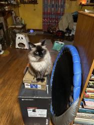 Lost Male Cat last seen Masonic Temple, Easley, SC 29640