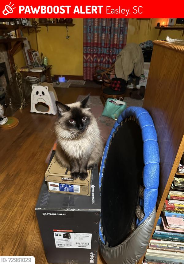 Lost Male Cat last seen Masonic Temple, Easley, SC 29640