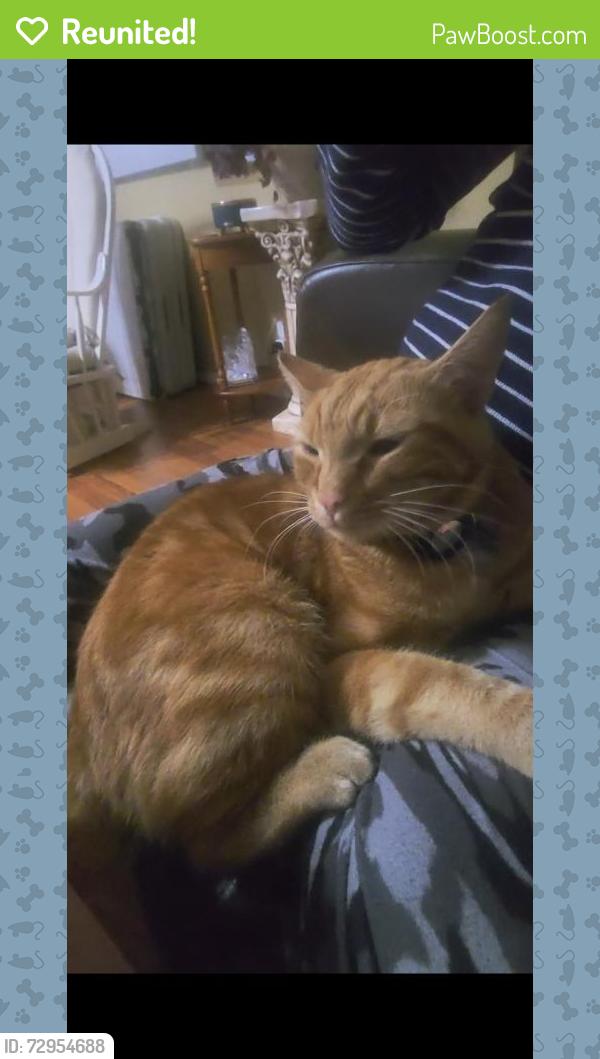 Reunited Male Cat last seen E 81st St S & S Garnett Rd, Broken Arrow, OK 74012, USA, Broken Arrow, OK 74012