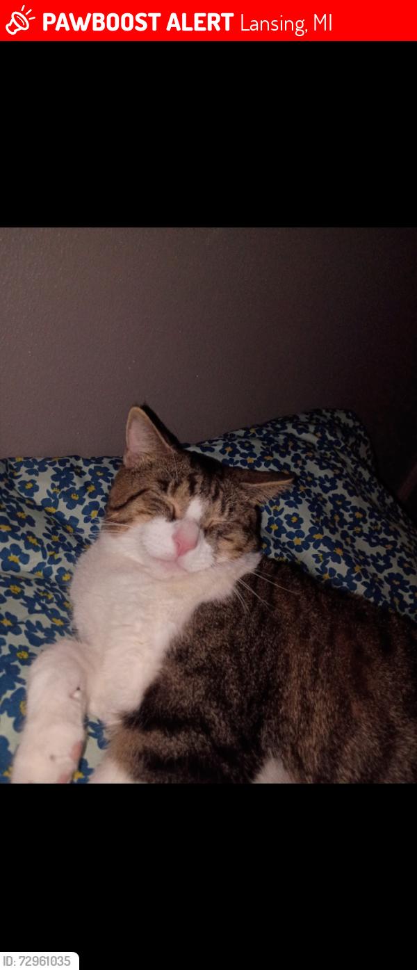 Lost Male Cat last seen Comfort , Lansing, MI 48915