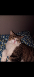 Lost Male Cat last seen Comfort , Lansing, MI 48915