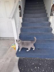 Lost Male Cat last seen Greene st, Versailles, KY 40383