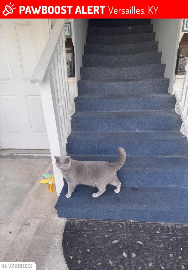 Lost Male Cat last seen Greene st, Versailles, KY 40383