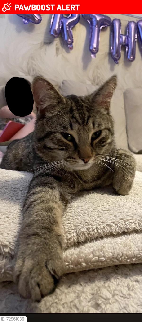 Lost Male Cat last seen Stonedale retail park, Merseyside, England L11