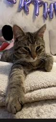 Lost Male Cat last seen Stonedale retail park, Merseyside, England L11
