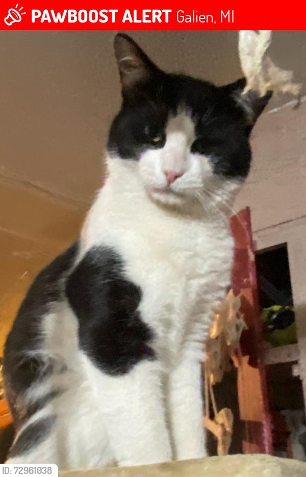 Lost Male Cat last seen MT. Zion rd, Galien, MI 49113