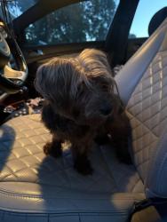 Found/Stray Unknown Dog last seen Pleasant Acres, Fayetteville, NC 28311