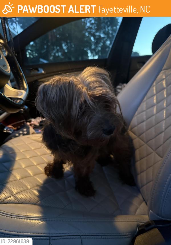 Found/Stray Unknown Dog last seen Pleasant Acres, Fayetteville, NC 28311