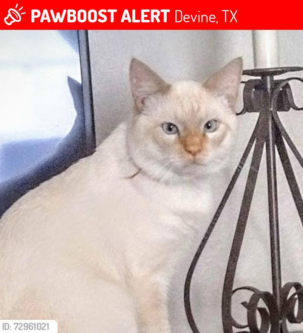 Lost Male Cat last seen Savannah's Car Wash. 605 N Teel Dr,  Devine TX & E Coker  , Devine, TX 78016