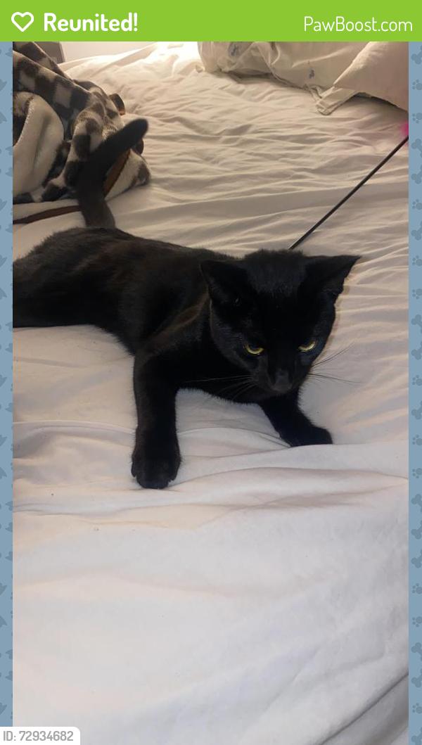 Reunited Unknown Cat last seen Outside my hse , , England NG2