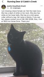 Lost Female Cat last seen Deer run in Calais creek community , Kernersville, NC 27284