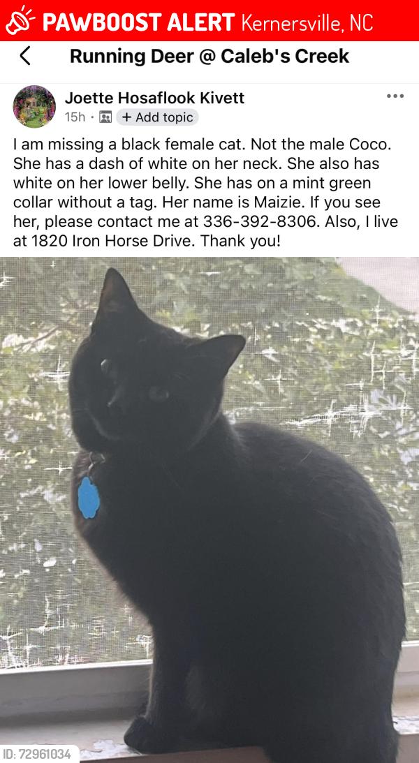 Lost Female Cat last seen Deer run in Calais creek community , Kernersville, NC 27284