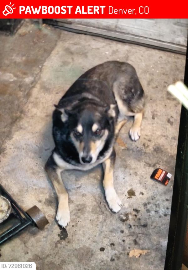 Lost Male Dog last seen Near the alley at 29th Ave between Adams and Steele St., Denver, CO 80205