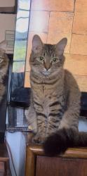 Lost Female Cat last seen orchard circle , Belvedere Park, GA 30032