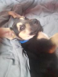 Found/Stray Male Dog last seen Intersection of McDowell Rd. And 40th St., Phoenix, AZ 85008