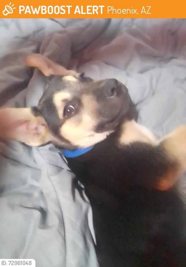 Found/Stray Male Dog last seen Intersection of McDowell Rd. And 40th St., Phoenix, AZ 85008