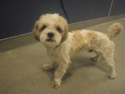 Shelter Stray Male Dog last seen Near BLOCK SW 5TH ST, Doral, FL 33122