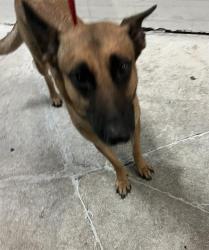 Shelter Stray Female Dog last seen Near BLOCK NE 2 AVE, Doral, FL 33122