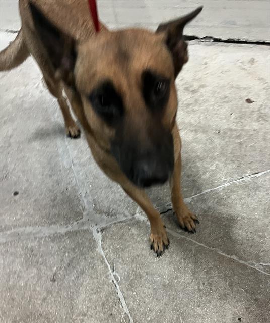 Shelter Stray Female Dog last seen Near BLOCK NE 2 AVE, Doral, FL 33122