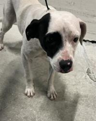 Shelter Stray Female Dog last seen Near BLOCK NW 62 ST, Doral, FL 33122