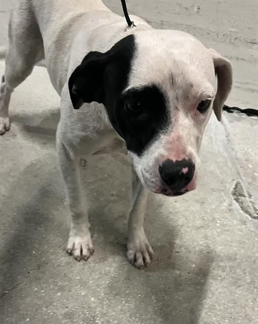 Shelter Stray Female Dog last seen Near BLOCK NW 62 ST, Doral, FL 33122