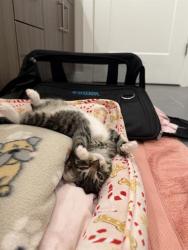 Shelter Stray Male Cat last seen CHARLOTTE, Charlotte, NC 28217