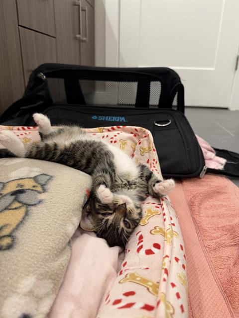 Shelter Stray Male Cat last seen CHARLOTTE, Charlotte, NC 28217