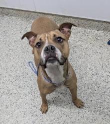 Shelter Stray Male Dog last seen Near BLOCK SYRACUSE ST, DETROIT MI 48234, Detroit, MI 48211