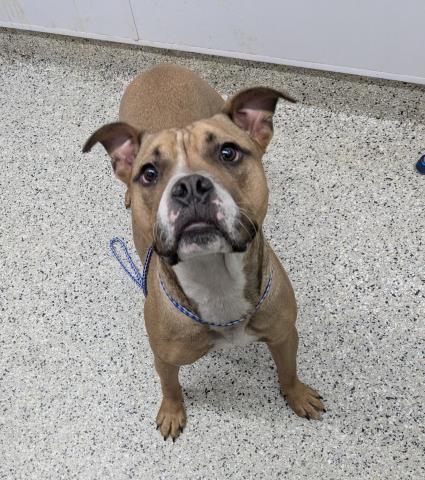 Shelter Stray Male Dog last seen Near BLOCK SYRACUSE ST, DETROIT MI 48234, Detroit, MI 48211