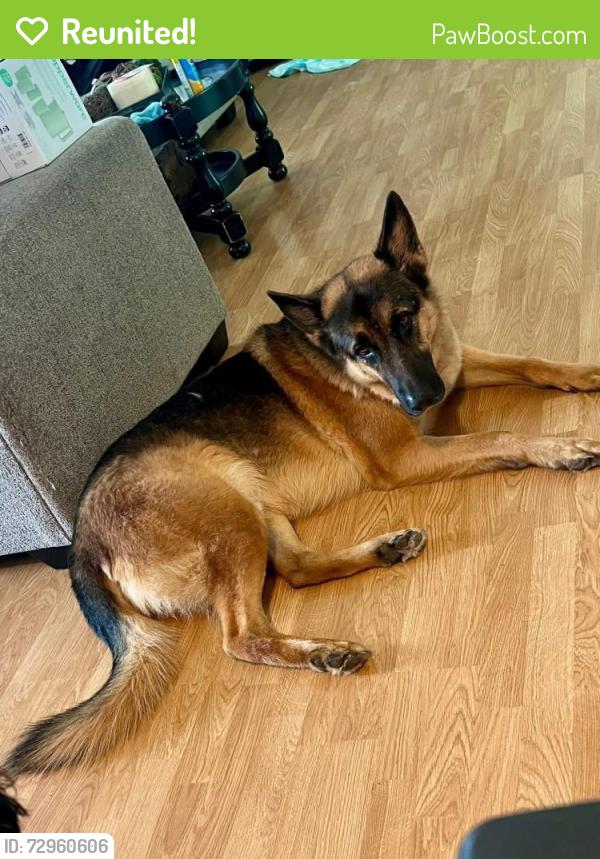 Reunited Male Dog last seen Roelee Street, Trinity, NC 27370