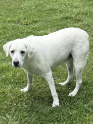 Reunited Female Dog last seen Fox trot and Kings rd , Double Oak, TX 75077