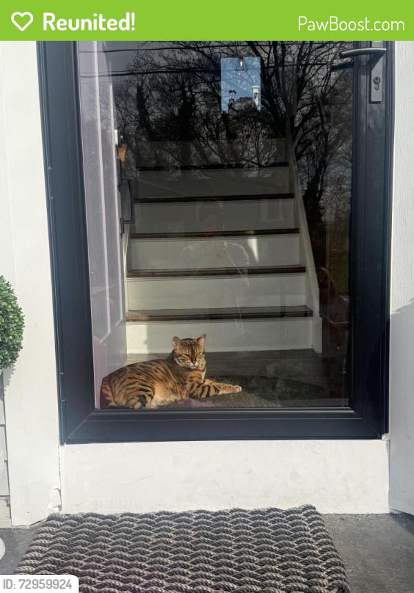 Reunited Male Cat last seen Near Savi ave in Waterford , Waterford, CT 06385