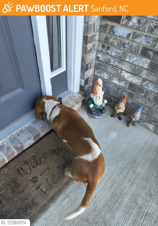 Found/Stray Male Dog last seen Alpine , Sanford, NC 27332