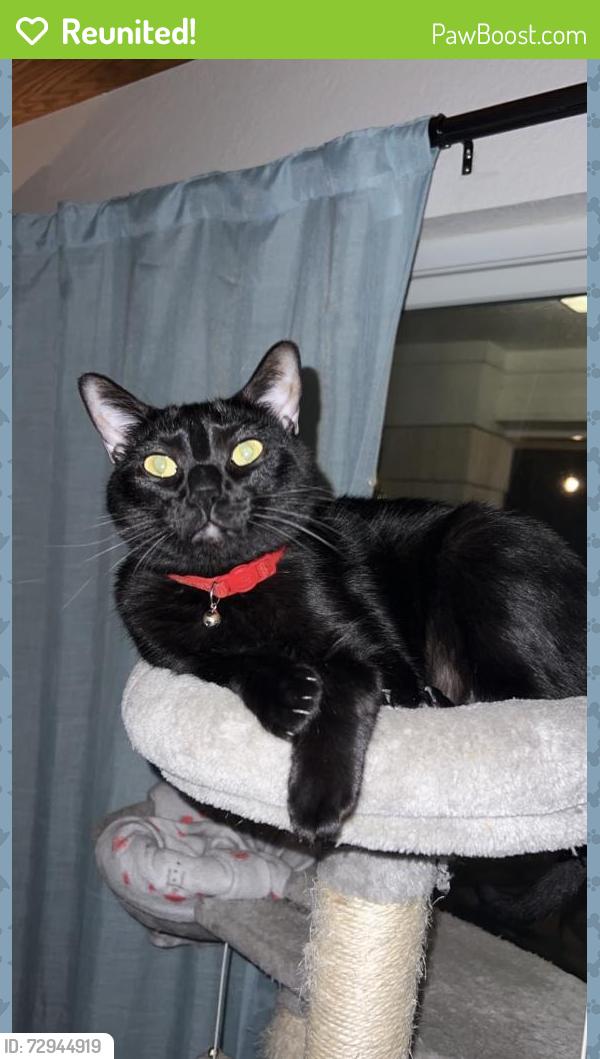Reunited Male Cat last seen Near betterman dr, Pflugerville, TX 78660