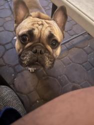 Lost Male Dog last seen Solly Ave , Philadelphia, PA 19152