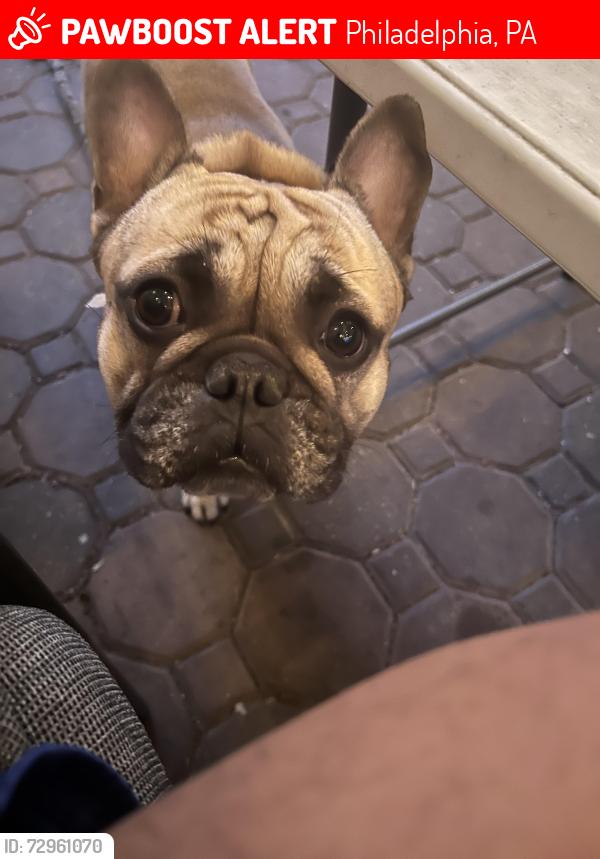 Lost Male Dog last seen Solly Ave , Philadelphia, PA 19152