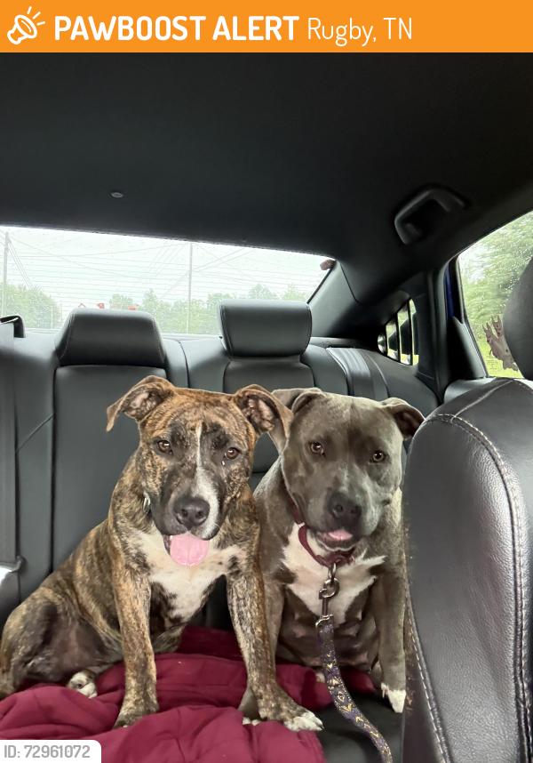 Found/Stray Female Dog last seen Highway 52 near Rugby, Rugby, TN 37852