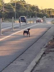Found/Stray Unknown Dog last seen On Lebanon road in between Shute Lane and Highland Park Drive. Last seen in the confederate cemetery , Nashville, TN 37076