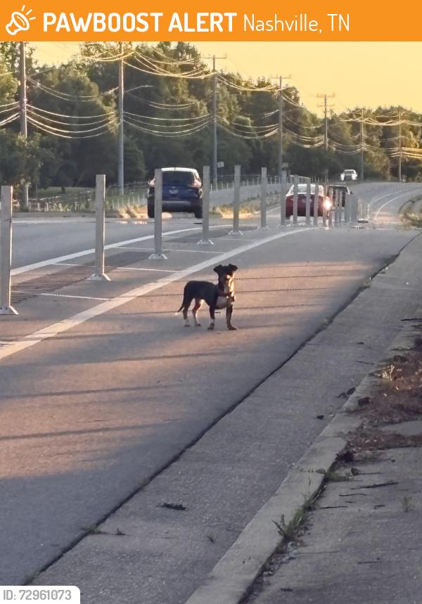 Found/Stray Unknown Dog last seen On Lebanon road in between Shute Lane and Highland Park Drive. Last seen in the confederate cemetery , Nashville, TN 37076