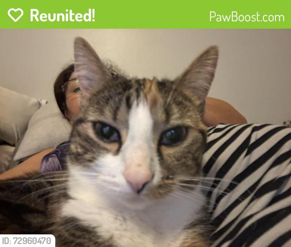 Reunited Female Cat last seen Cotton Mill , Lake Ridge, VA 22192