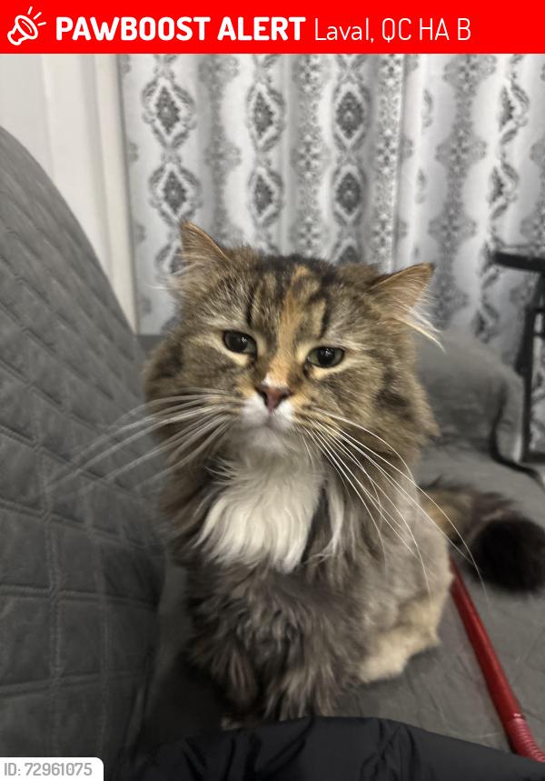 Lost Female Cat last seen Montee du moulin, Laval, QC H7A 3B7