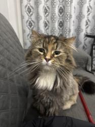 Lost Female Cat last seen Montee du moulin, Laval, QC H7A 3B7