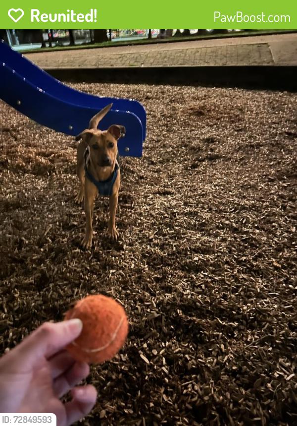 Reunited Female Dog last seen 8th and Columbia, Seattle, WA 98104