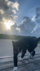 Found/Stray Male Cat last seen Cedar point rd, Baytown, TX 77523