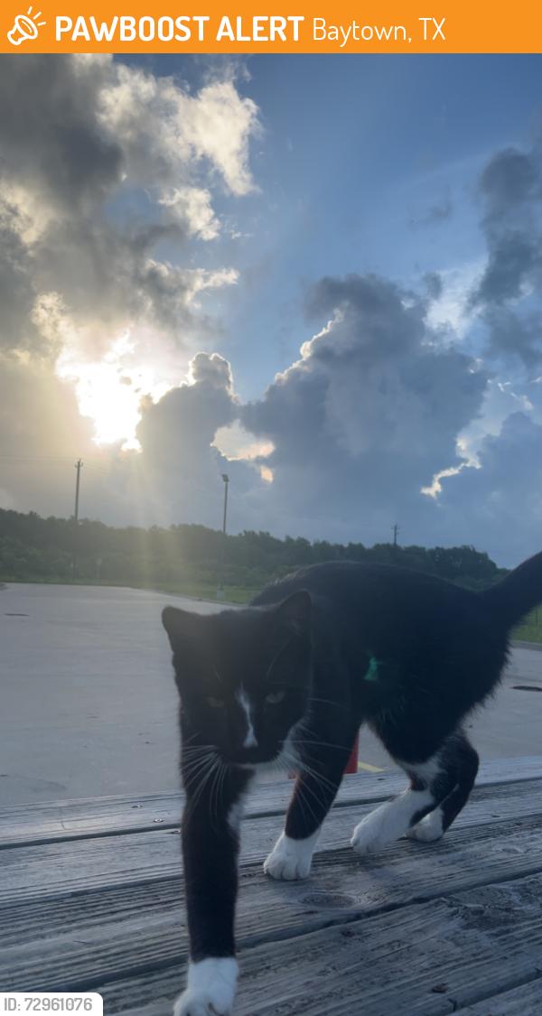 Found/Stray Male Cat last seen Cedar point rd, Baytown, TX 77523