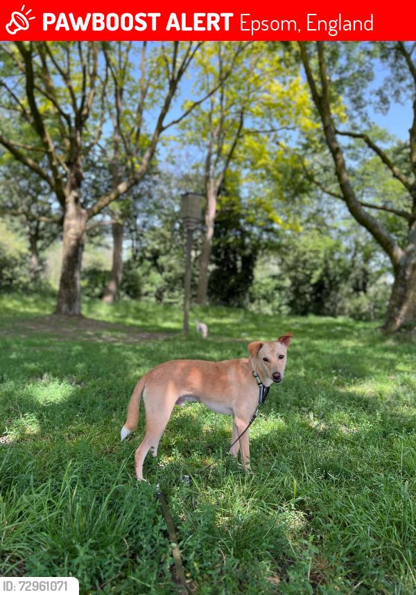 Lost Male Dog last seen Devon road sandy lane, Epsom, England 